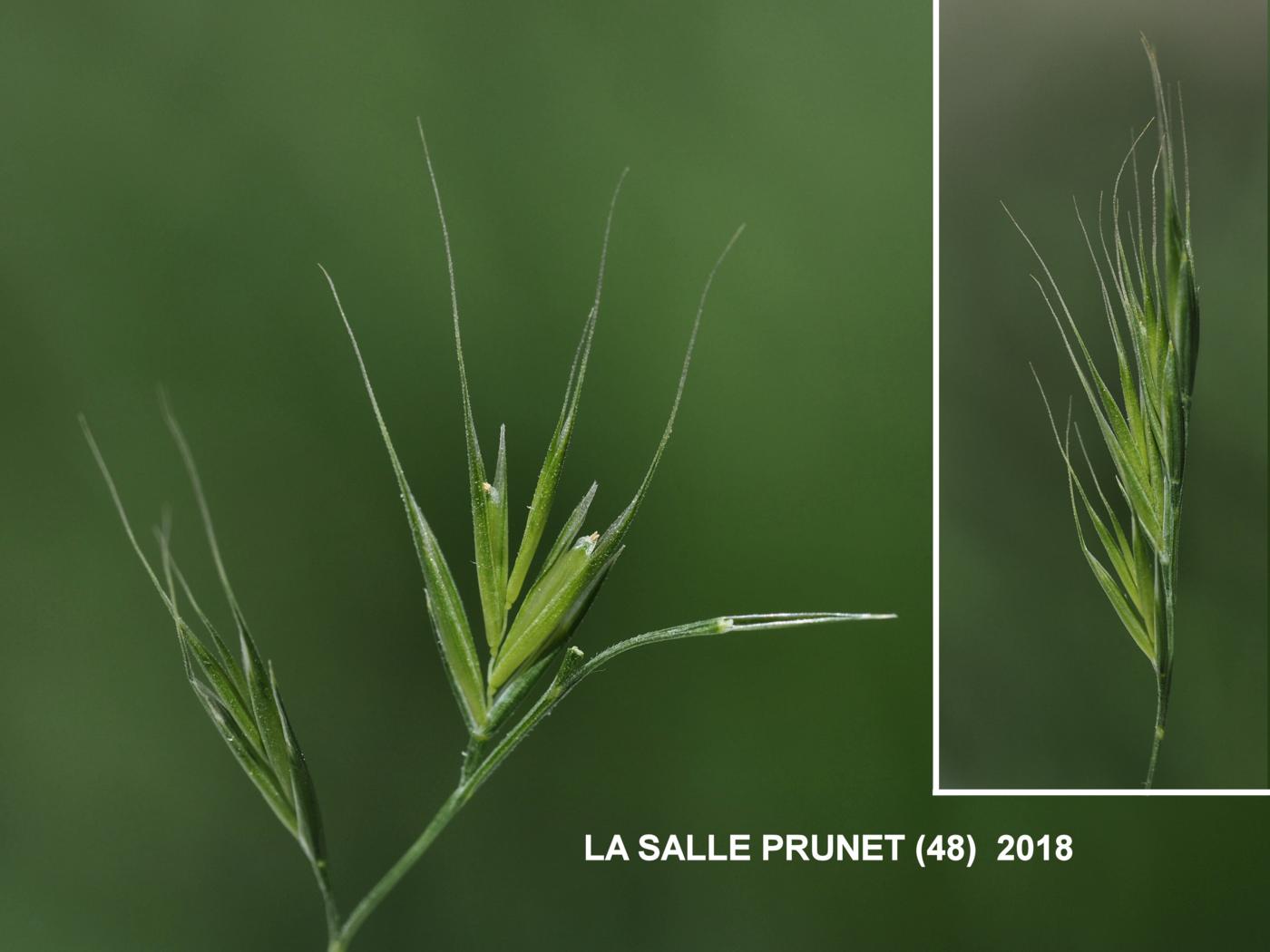 Fescue, Squirrel-tail flower